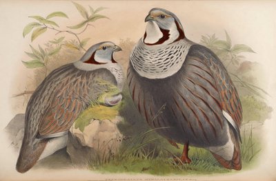 Tetraogallus himalayensis von John Gould